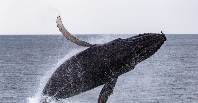 Whale Jumping in the Strait of Juan de Fuca off the coast of Vancouver Island